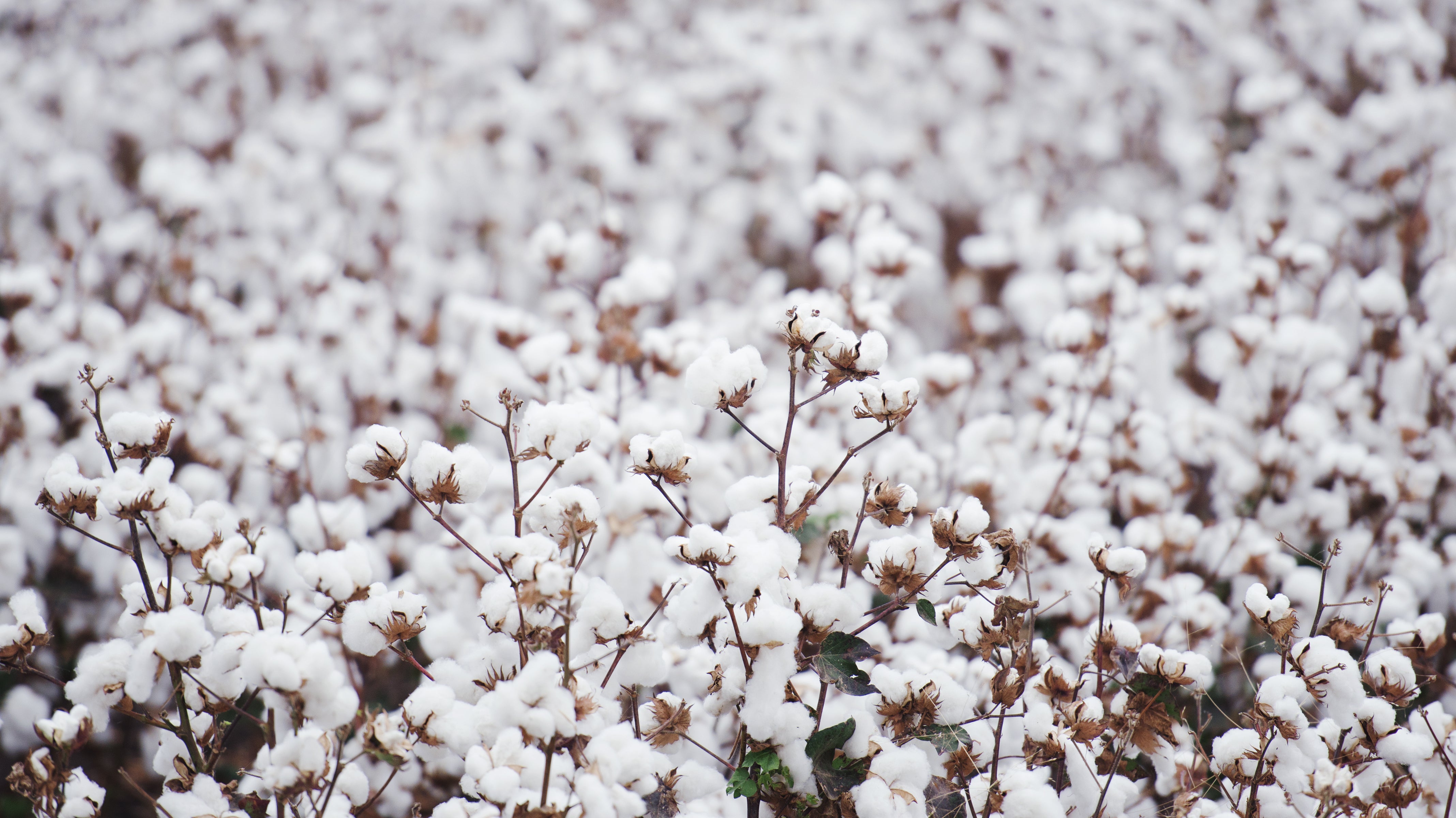 Why I Choose to Use Organic Cotton