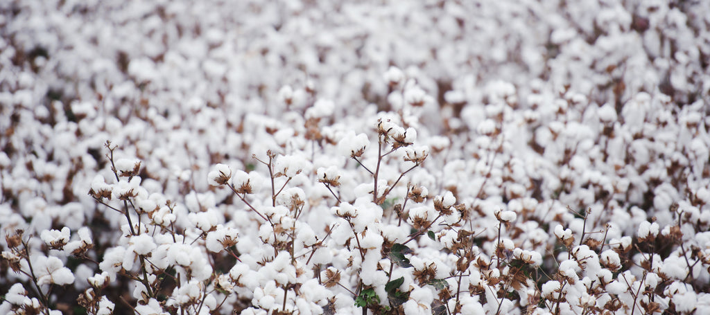 Why I Choose to Use Organic Cotton